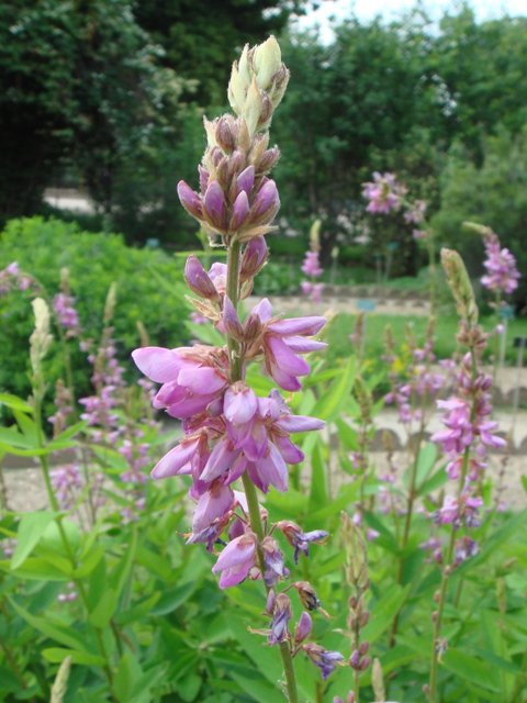 Desmodium canadense fleur